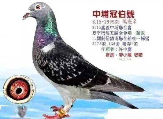 台风天鸽最新动态，逆风翱翔的力量与学习魅力探索