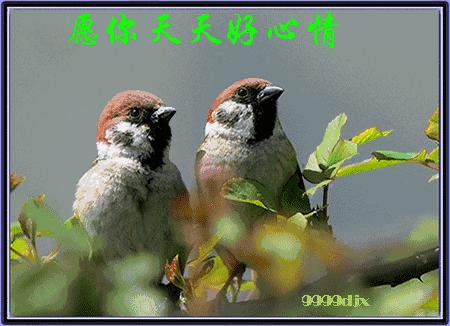 最新早上好带字图片，情感与活力的艺术展现